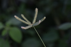 Dactyloctenium aegyptium