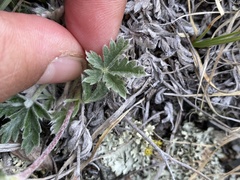 Potentilla furcata