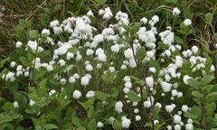 Eriophorum angustifolium