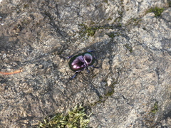 Trypocopris pyrenaeus