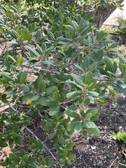 Frangula californica