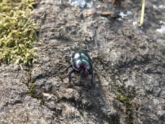 Trypocopris pyrenaeus