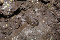 Ambystoma maculatum