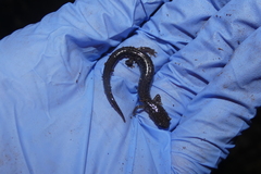 Plethodon cinereus