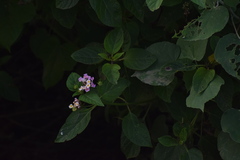 Lantana camara