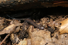 Plethodon cinereus