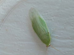 Panchlora
