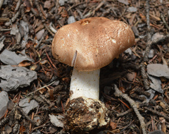 Agaricus julius