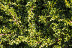 Juniperus communis saxatilis