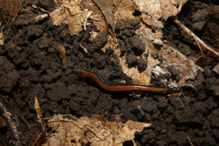 Plethodon cinereus