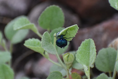 Cysteodemus wislizeni