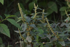 Amaranthus spinosus