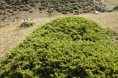 Juniperus communis saxatilis