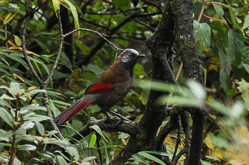 Trochalopteron formosum