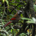 Red-winged Laughingthrush - Photo (c) Steve, some rights reserved (CC BY-NC), uploaded by Steve