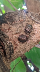 Antiteuchus mixtus