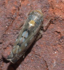 Scaphoideus
