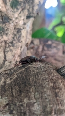 Antiteuchus mixtus