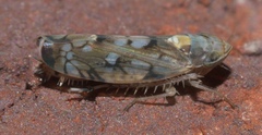Scaphoideus