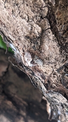 Antiteuchus mixtus