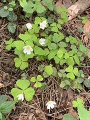 Oxalis acetosella