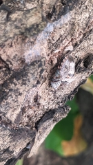 Antiteuchus mixtus