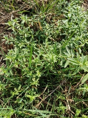 Galium palustre