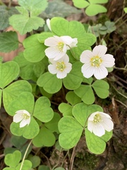 Oxalis acetosella