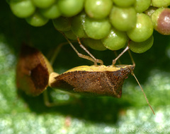 Euschistus obscurus