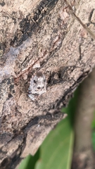 Antiteuchus mixtus
