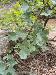 Quercus stellata