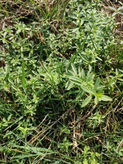 Galium palustre