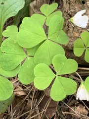 Oxalis acetosella