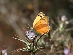 Colotis fausta