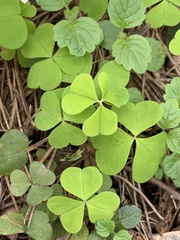Oxalis acetosella