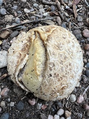 Calvatia booniana