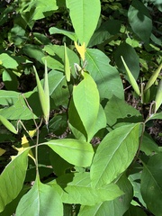 Asclepias