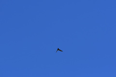 Ptyonoprogne rupestris