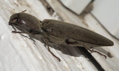 Orthostethus infuscatus