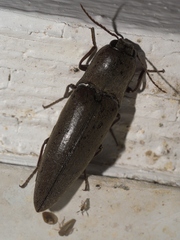 Orthostethus infuscatus
