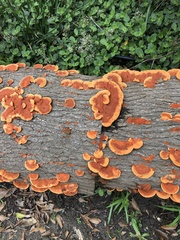 Trametes