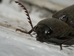 Orthostethus infuscatus