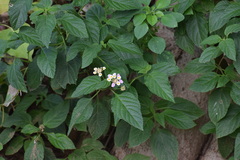 Lantana camara