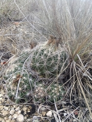 Coryphantha sulcata