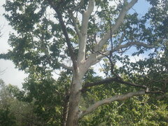 Platanus wrightii