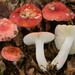 Russula lepida - Photo 由 Marco Floriani 所上傳的 (c) Marco Floriani，保留部份權利CC BY-NC