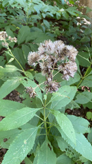 Eutrochium purpureum