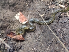 Lampropeltis holbrooki