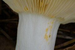 Russula decipiens