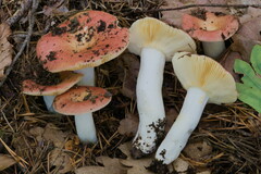 Russula decipiens